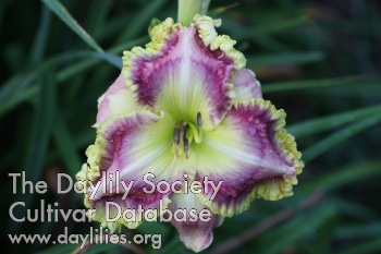 Daylily In Your Eyes